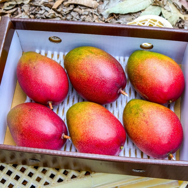 7월 제주여름나기 추천상품 [탐나라망고농장] 제주 애플망고 왕 망고 산지직송 프리미엄 3kg 선물용