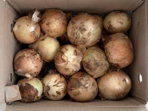[오가닉]제주 만생 양파 5kg 아삭 달큰 채소