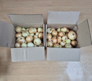 [오가닉]제주 만생 양파 5kg 아삭 달큰 채소